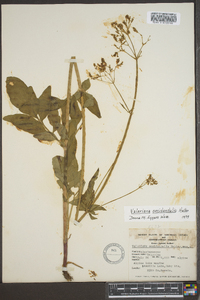 Valeriana occidentalis image