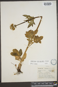 Valeriana occidentalis image