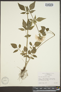 Valeriana pauciflora image