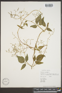 Valeriana scandens image