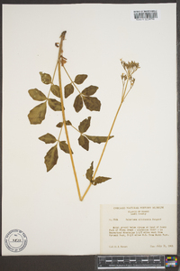 Valeriana sitchensis image