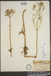 Valeriana sitchensis image