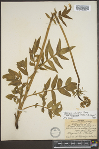 Valeriana sitchensis subsp. uliginosa image