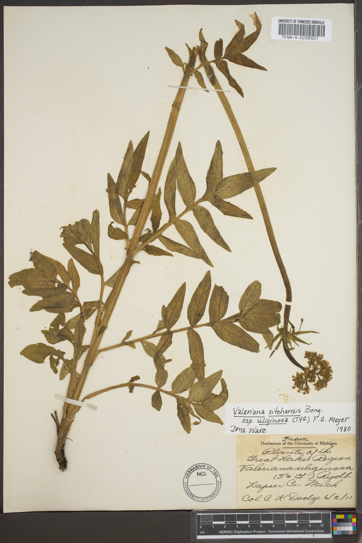 Valeriana sitchensis subsp. uliginosa image