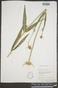 Dipsacus fullonum image