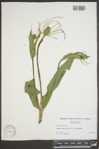 Dipsacus fullonum image