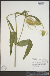 Dipsacus fullonum image