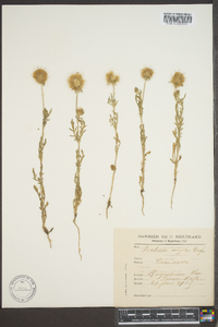 Scabiosa caucasica image