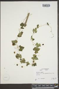 Melothria pendula image