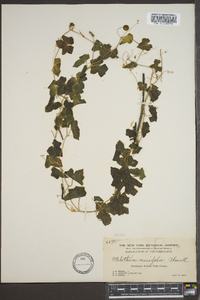 Melothria crassifolia image