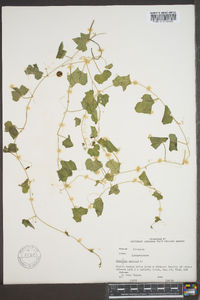 Melothria pendula image