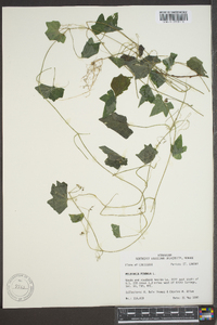 Melothria pendula image
