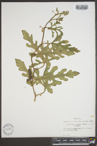 Citrullus lanatus image