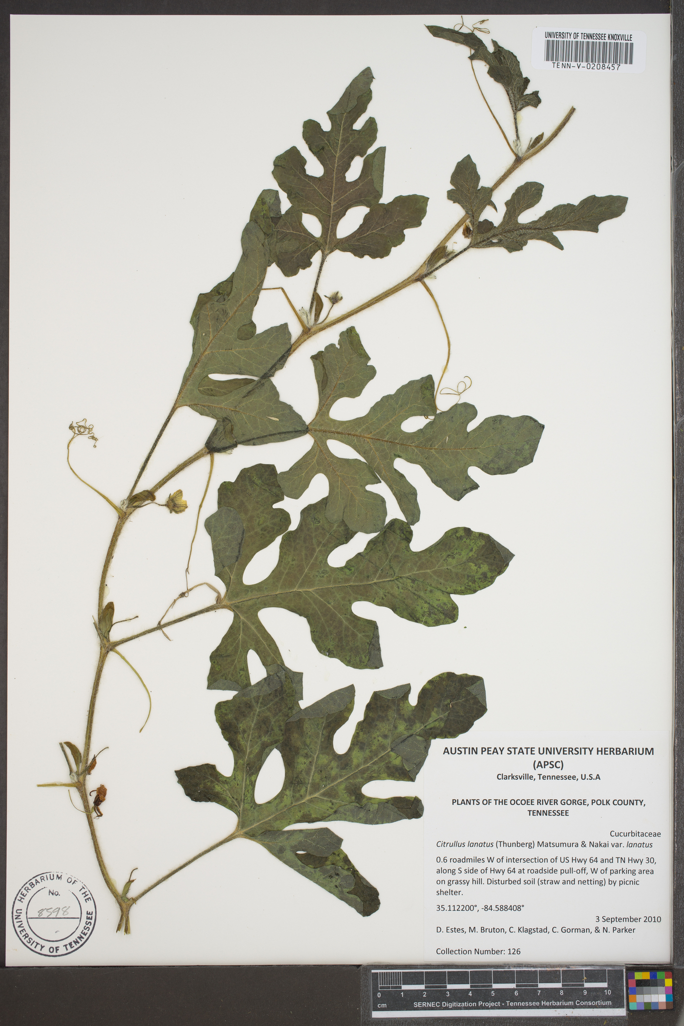 Citrullus lanatus var. lanatus image