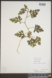 Citrullus lanatus image