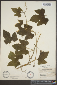 Cayaponia grandifolia image