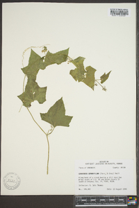 Polyclathra cucumerina image