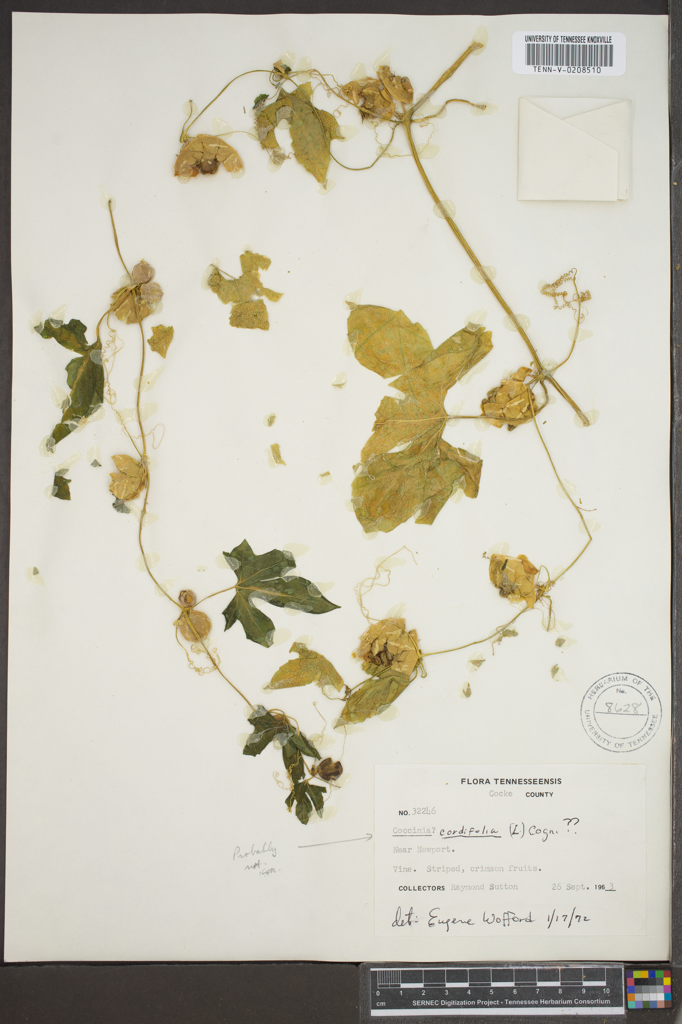 Coccinia grandis image