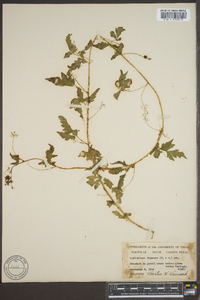 Cyclanthera dissecta image