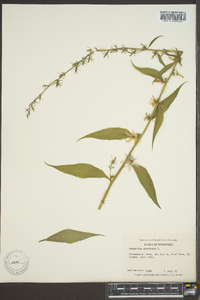 Campanulastrum americanum image