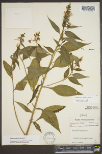 Campanulastrum americanum image