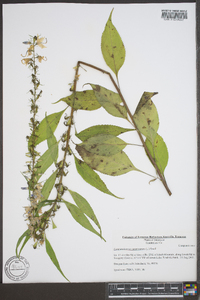 Campanulastrum americanum image