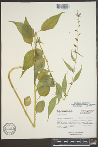 Campanulastrum americanum image