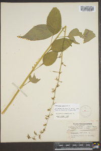 Campanulastrum americanum image