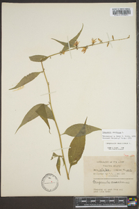 Campanulastrum americanum image