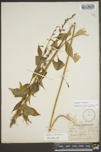 Campanulastrum americanum image