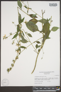 Campanulastrum americanum image