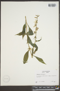 Campanulastrum americanum image