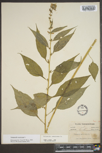 Campanulastrum americanum image