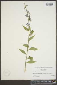 Campanulastrum americanum image