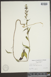 Campanulastrum americanum image