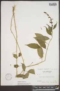 Campanulastrum americanum image