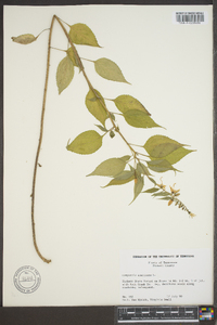 Campanulastrum americanum image