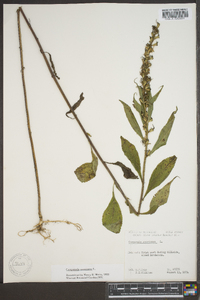 Campanulastrum americanum image