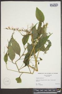 Campanulastrum americanum image