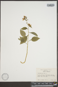 Campanulastrum americanum image