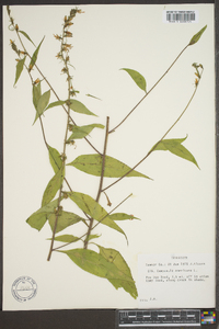 Campanulastrum americanum image