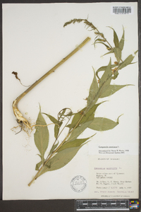 Campanulastrum americanum image