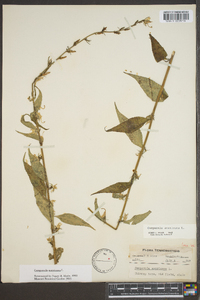 Campanulastrum americanum image