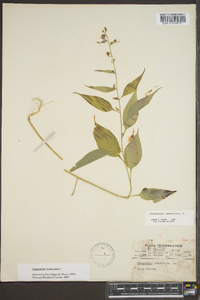 Campanulastrum americanum image