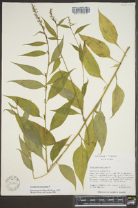 Campanulastrum americanum image