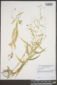 Campanula divaricata image