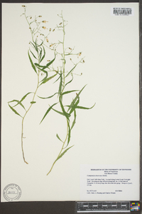 Campanula divaricata image