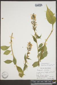 Campanulastrum americanum image