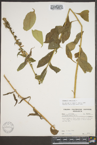 Campanulastrum americanum image