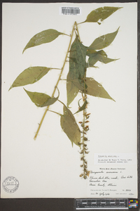 Campanulastrum americanum image